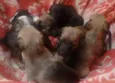 Cachorrinhos