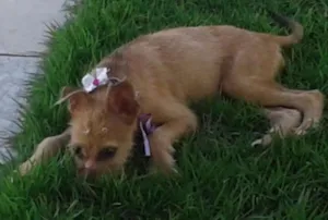 Cachorro raça mestiça idade 7 a 11 meses nome Mel