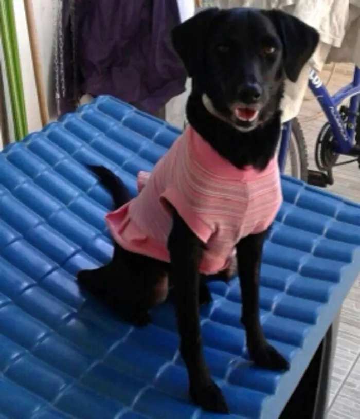 Cachorro raça SRD  idade 2 anos nome Mel 