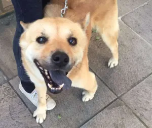 Cachorro raça Chow Chow idade 4 anos nome Chow