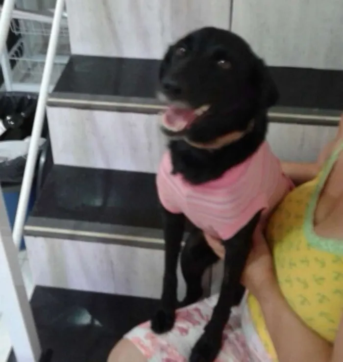 Cachorro raça SRD  idade 2 anos nome Mel 