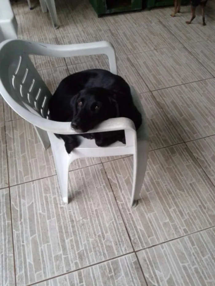 Cachorro raça SRD  idade 2 anos nome Mel 