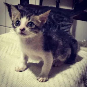 Gato raça SRD idade 2 a 6 meses nome mescladinho