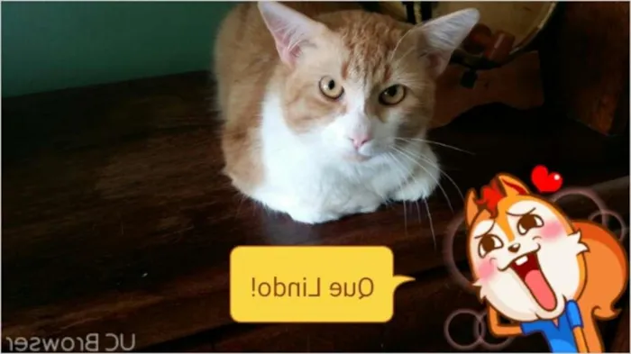 Gato ra a raça  não  definida idade 1 ano nome Sem nome