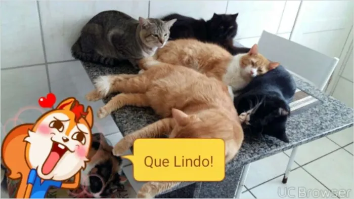 Gato ra a raça  não  definida idade 1 ano nome Sem nome