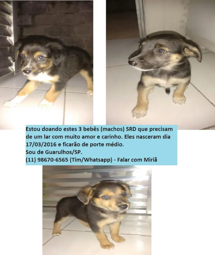 Cachorro ra a SRD idade Abaixo de 2 meses nome Lindos Filhotes 