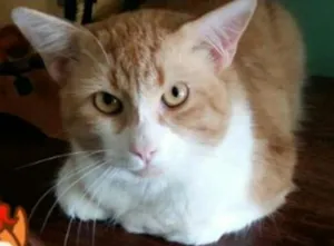 Gato raça raça  não  definida idade 1 ano nome Sem nome
