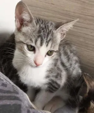 Gato raça SRD idade 2 a 6 meses nome branquinho