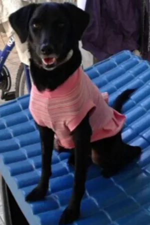 Cachorro raça SRD  idade 2 anos nome Mel 