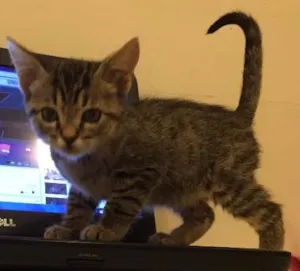 Gato raça SRD idade 2 a 6 meses nome tigrinho