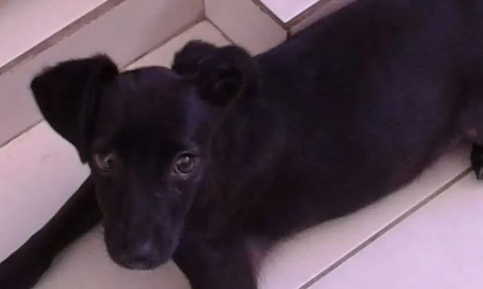 Cachorro raça SRD idade 2 a 6 meses nome Vitoria