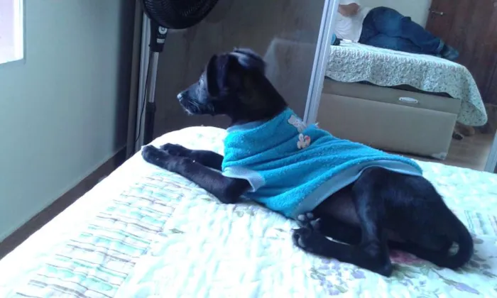 Cachorro raça SRD idade 2 a 6 meses nome Vitoria