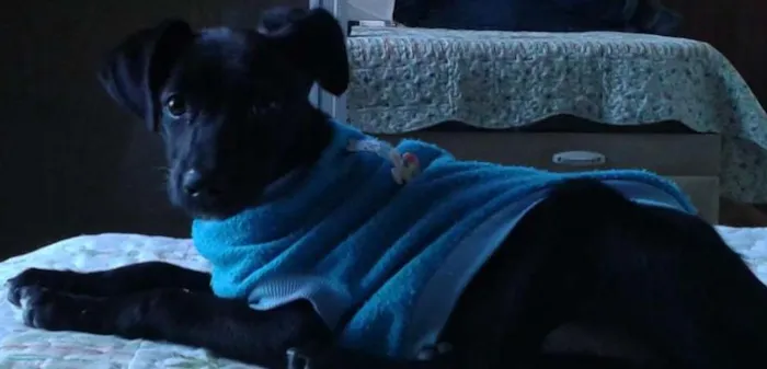 Cachorro raça SRD idade 2 a 6 meses nome Vitoria