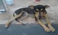 Menininha