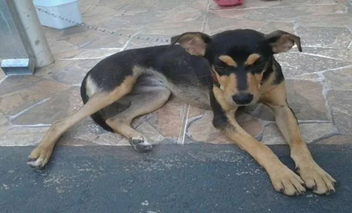 Cachorro ra a vira lata idade 1 ano nome Menininha