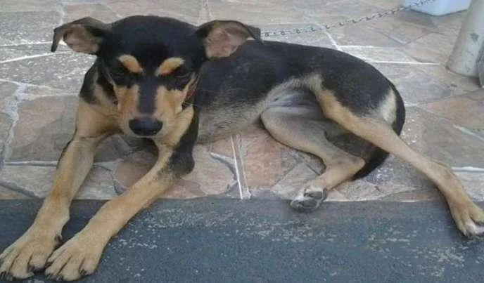 Cachorro ra a vira lata idade 1 ano nome Menininha