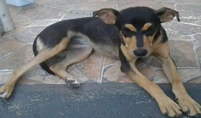 Cachorro ra a vira lata idade 1 ano nome Menininha