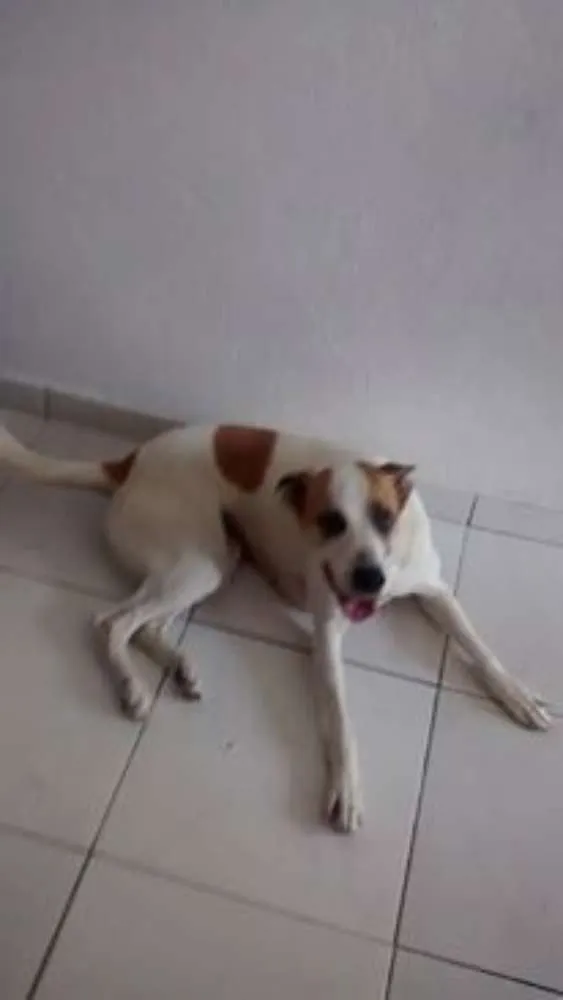 Cachorro ra a boxer+dalmata idade 3 anos nome Raika