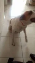 Raika