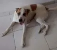 Raika