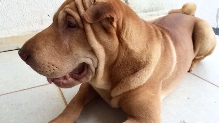 Cachorro ra a Shar Pei idade 7 a 11 meses nome Rocambole