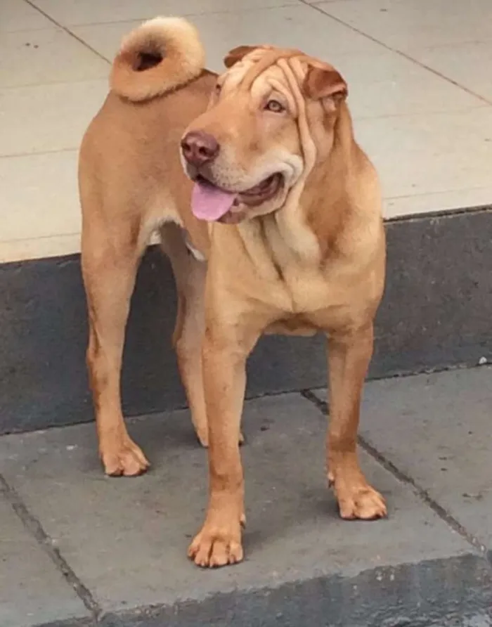 Cachorro ra a Shar Pei idade 7 a 11 meses nome Rocambole