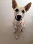 Otto
