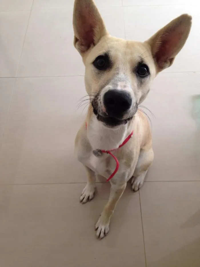 Cachorro ra a Vira Lata  idade 7 a 11 meses nome Otto