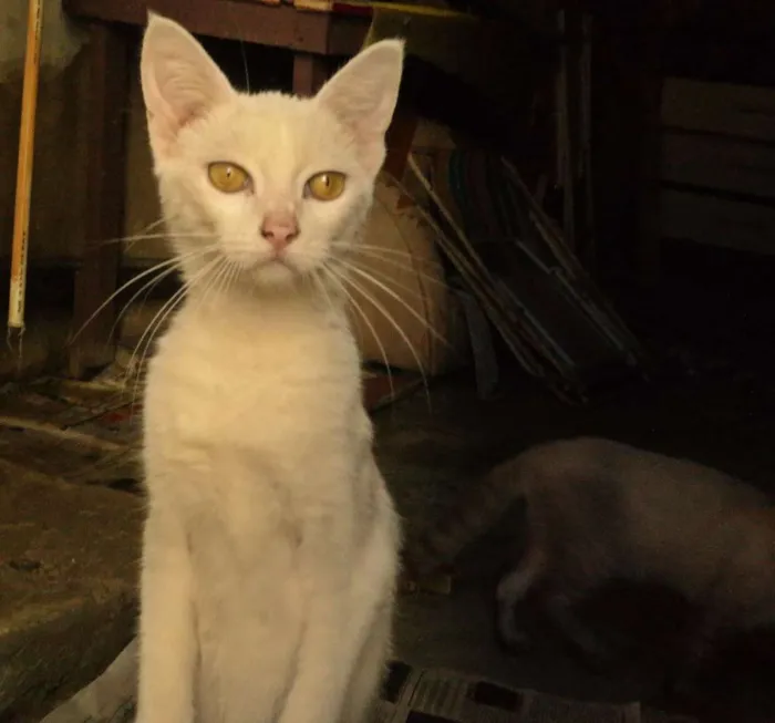 Gato ra a viralata idade 2 a 6 meses nome branquinha