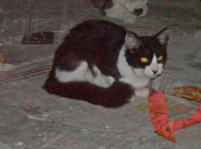 Gato ra a  idade 2 a 6 meses nome Flor