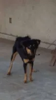 Bob
