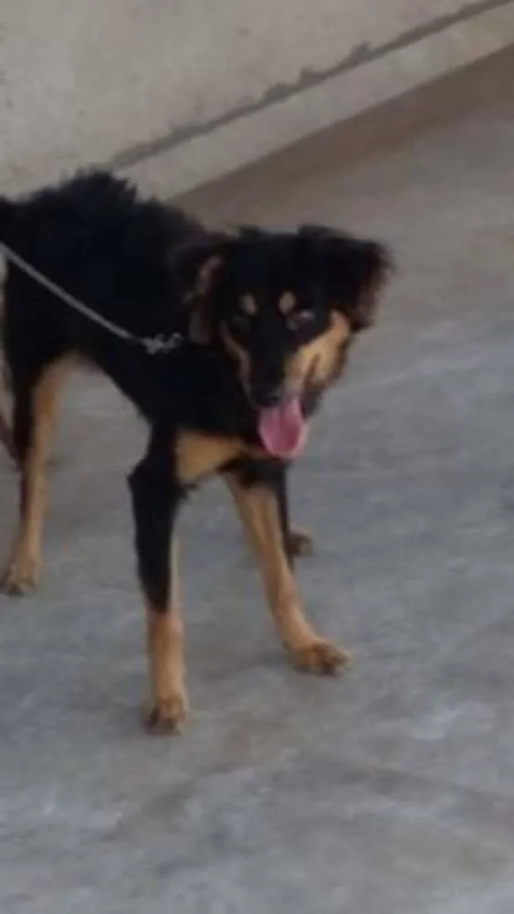 Cachorro ra a Vira Lata idade 7 a 11 meses nome Bob