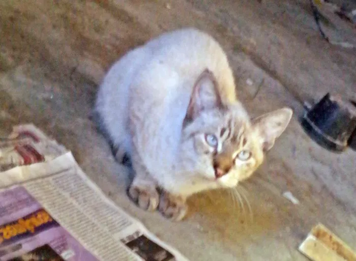 Gato ra a  idade 2 a 6 meses nome Amigo