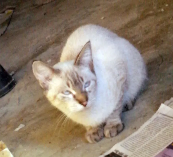 Gato ra a  idade 2 a 6 meses nome Amigo