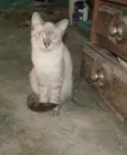 Amigo