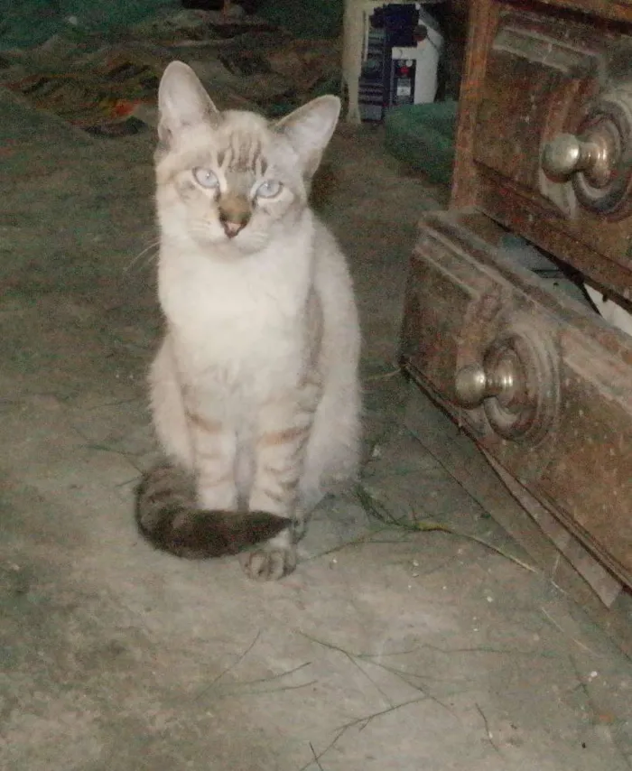 Gato ra a  idade 2 a 6 meses nome Amigo