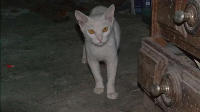 Gato ra a  idade 2 a 6 meses nome branquinha