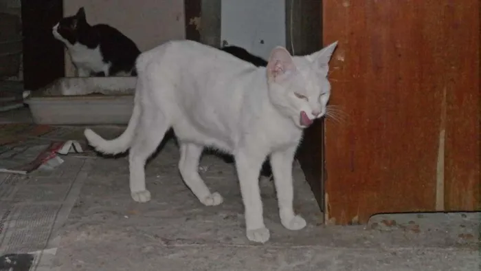 Gato ra a  idade 2 a 6 meses nome branquinha