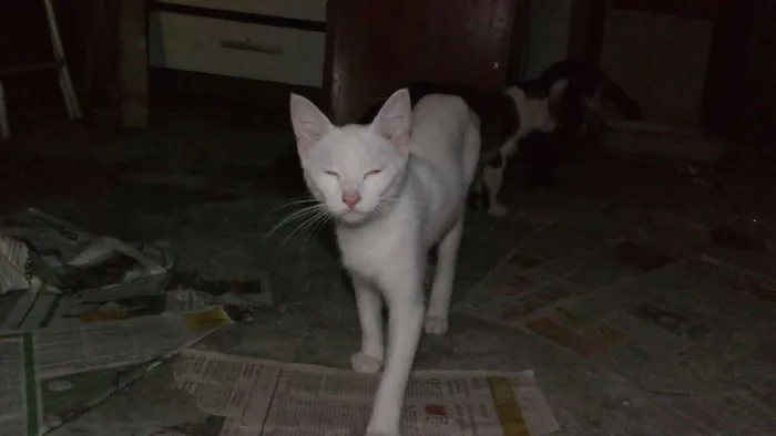 Gato ra a  idade 2 a 6 meses nome branquinha