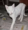 branquinha