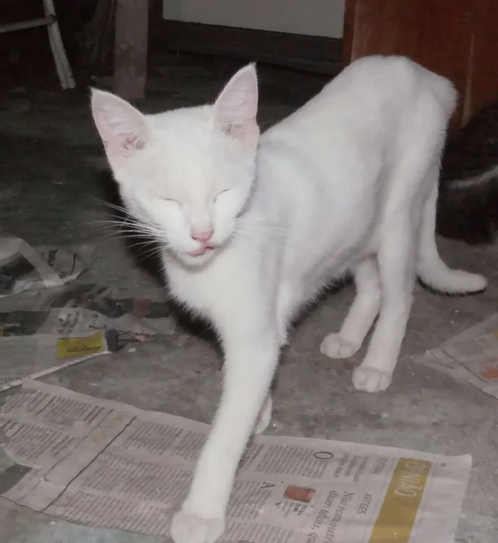 Gato ra a  idade 2 a 6 meses nome branquinha