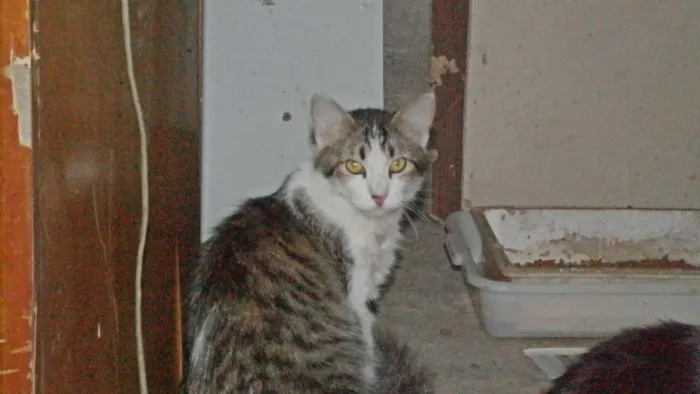 Gato ra a  idade  nome charmosa