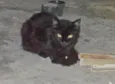 Pretinha