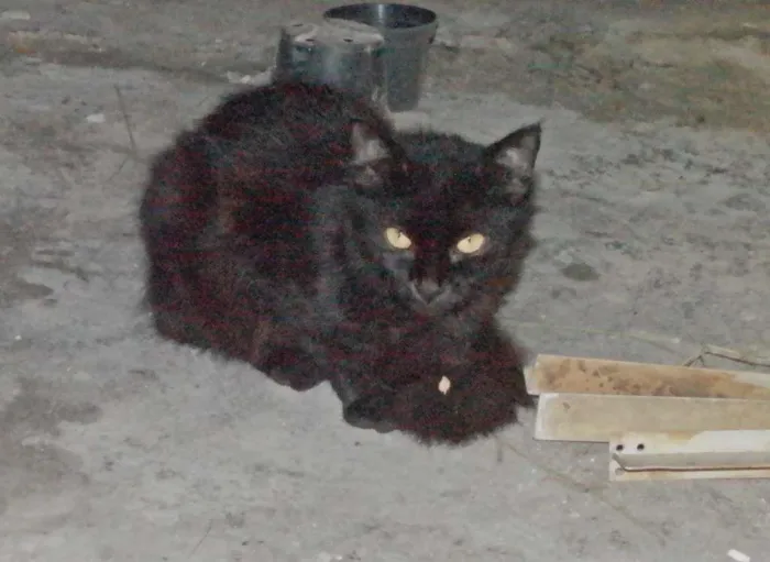 Gato ra a  idade 2 a 6 meses nome Pretinha