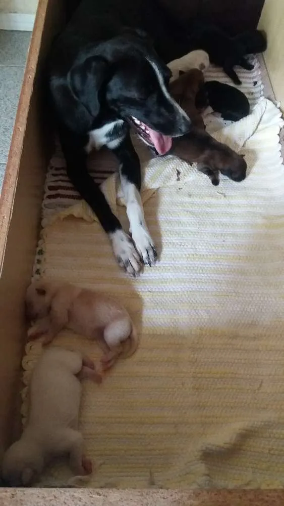 Cachorro ra a Mestiço  idade Abaixo de 2 meses nome Sem nome