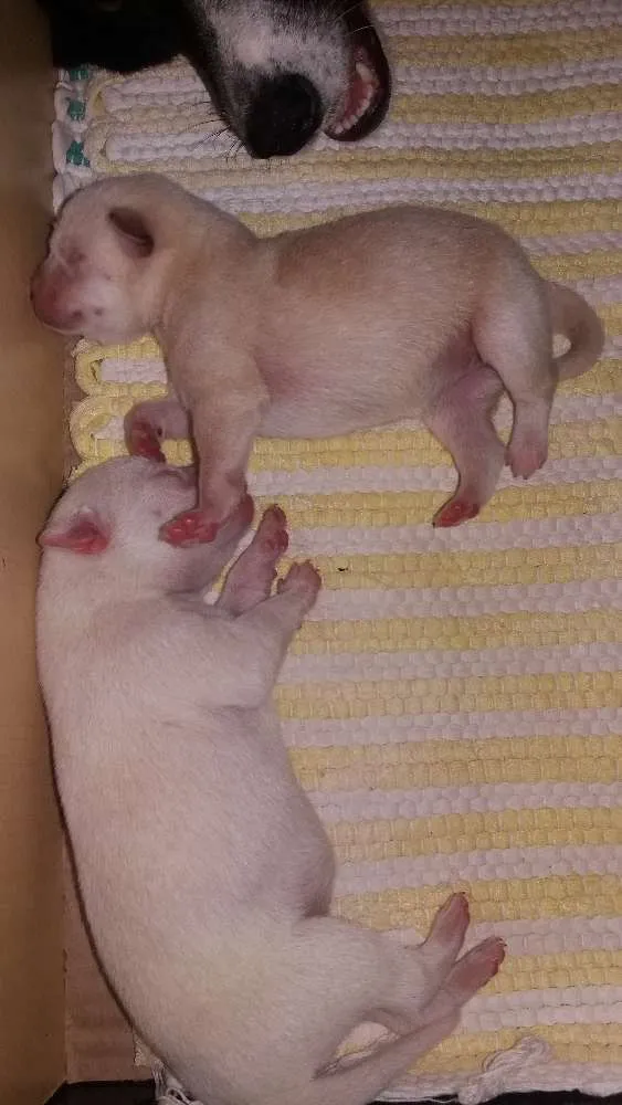 Cachorro ra a Mestiço  idade Abaixo de 2 meses nome Sem nome