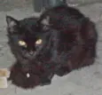 Pretinha