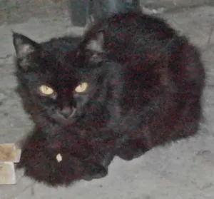 Gato raça  idade 2 a 6 meses nome Pretinha