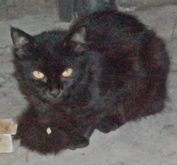 Gato ra a  idade 2 a 6 meses nome Pretinha