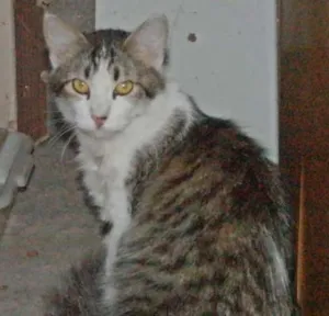 Gato raça  idade  nome charmosa